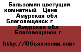 Бальзамин цветущий комнатный › Цена ­ 150 - Амурская обл., Благовещенск г.  »    . Амурская обл.,Благовещенск г.